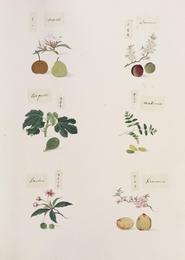 Jujube, Ziziphus jujuba. Botanical plate: Naturalis Biodiversity Center - RMNH.ART.278 - Prunus persica - Ziziphus jujuba - Pyrus py