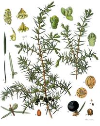 Juniper berry, Juniperus communis. Botanical plate: Juniperus communis - Köhler–s Medizinal-Pflanzen-082