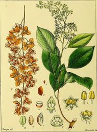 Jyotishmati, Celastrus paniculatus. Botanical plate: Illustrations of Indian Botany, Vol. 1 (page 360 crop)
