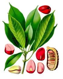 Kola nut, Cola nitida. Botanical plate: Cola acuminata - Köhler–s Medizinal-Pflanzen-190