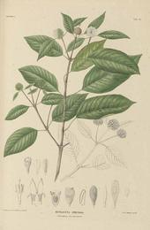 Kratom, Mitragyna speciosa. Botanical plate: Mitragyna speciosa (Korth.) Havil