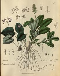 Kutki, Picrorhiza kurroa. Botanical plate: Illustrations of the botany and other branches of the natural history of the Himalayan Mou