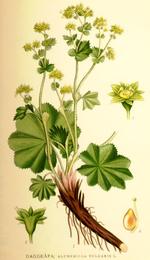 Lady's mantle, Alchemilla vulgaris. Botanical plate: Nordens flora Alchemilla vulgaris