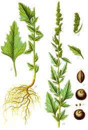 Lamb's quarters, Chenopodium album. Botanical plate: Chenopodium album Sturm27