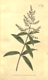 Lemon verbena, Aloysia citrodora. Botanical plate: The Botanical Magazine, Plate 367 (Volume 11, 1797)
