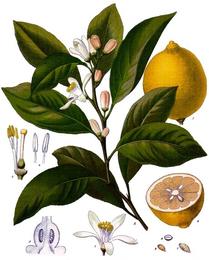 Lemon & lime, Citrus limon / Citrus aurantiifolia. Botanical plate: Citrus x limon - Köhler–s Medizinal-Pflanzen-041