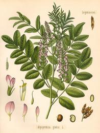 Licorice root, Glycyrrhiza glabra. Botanical plate: Köhler Glycyrrhiza