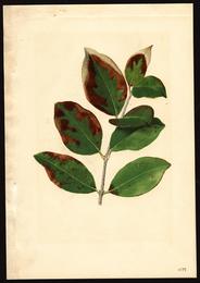 Ligustrum fruit, Ligustrum lucidum. Botanical plate: Pomological Watercolor POM00007480
