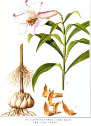 Lily bulb (bai he), Lilium brownii. Botanical plate: Lilium brownii 2