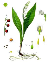 Lily of the valley, Convallaria majalis. Botanical plate: Convallaria majalis - Köhler–s Medizinal-Pflanzen-045