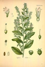 Lobelia, Lobelia inflata. Botanical plate: Köhler's Medizinal-Pflanzen in naturgetreuen Abbildungen mit kurz erläuterndem Texte (Plat