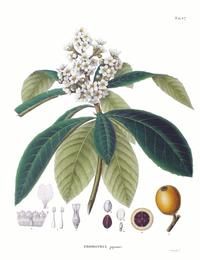 Loquat leaf (pi pa ye), Eriobotrya japonica. Botanical plate: Eriobotrya japonica SZ97
