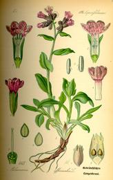 Lungwort, Pulmonaria officinalis. Botanical plate: Illustration Pulmonaria officinalis0
