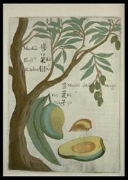 Mango, Mangifera indica. Botanical plate: Flora Sinensis - Mango