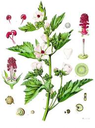 Marshmallow root, Althaea officinalis. Botanical plate: Althaea officinalis - Köhler–s Medizinal-Pflanzen-008