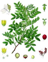 Mastic gum, Pistacia lentiscus. Botanical plate: Pistacia lentiscus - Köhler–s Medizinal-Pflanzen-110