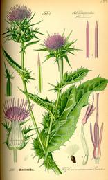 Milk thistle, Silybum marianum. Botanical plate: Illustration Silybum marianum0