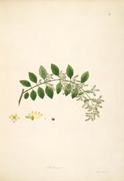 Miswak (tooth stick), Salvadora persica. Botanical plate: Salvadora persica