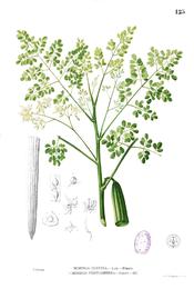 Moringa, Moringa oleifera. Botanical plate: Moringa oleifera Blanco1.125