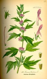 Motherwort, Leonurus cardiaca. Botanical plate: Illustration Leonurus cardiaca0
