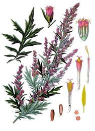 Mugwort, Artemisia vulgaris. Botanical plate: Artemisia vulgaris - Köhler–s Medizinal-Pflanzen-016