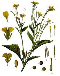 Mustard seed, Brassica juncea / Sinapis alba. Botanical plate: Brassica juncea - Köhler–s Medizinal-Pflanzen-168