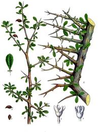 Myrrh, Commiphora myrrha. Botanical plate: Commiphora myrrha - Köhler–s Medizinal-Pflanzen-019