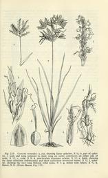 Nagarmotha, Cyperus rotundus. Botanical plate: Aquatic and wetland plants of southwestern United States (Page 453) BHL3346917