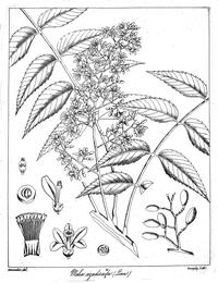 Neem, Azadirachta indica. Botanical plate: Melia azadirachta Govindoo