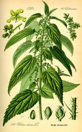 Stinging nettle, Urtica dioica. Botanical plate: Illustration Urtica dioica0