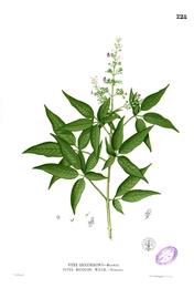 Nirgundi, Vitex negundo. Botanical plate: Vitex negundo Blanco1.228