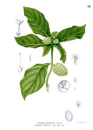 Noni, Morinda citrifolia. Botanical plate: Morinda citrifolia Blanco1.52