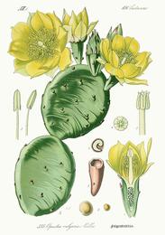 Nopal cactus, Opuntia ficus-indica. Botanical plate: Opuntia ficus-indica - Flora von Deutschland (Pl. 355)