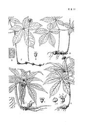 Notoginseng (san qi), Panax notoginseng. Botanical plate: Panax notoginseng
