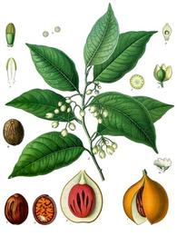 Nutmeg, Myristica fragrans. Botanical plate: Myristica fragrans - Köhler–s Medizinal-Pflanzen-097