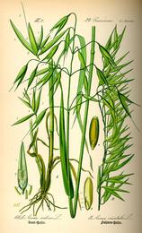 Oats, Avena sativa. Botanical plate: Illustration Avena sativa0