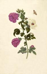 Okra, Abelmoschus esculentus. Botanical plate: Okkerum Maria Sibylla Merian 1705 plate XXXVII
