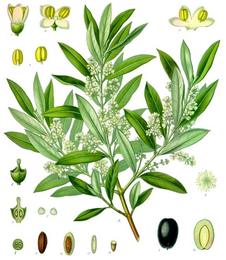 Olive leaf, Olea europaea. Botanical plate: Olea europaea - Köhler–s Medizinal-Pflanzen-229