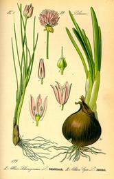 Onion, Allium cepa. Botanical plate: Illustration Allium schoenoprasum and Allium cepa0