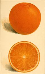 Oranges & citrus, Citrus sinensis. Botanical plate: Citrus fruits (1891) (20030402704)