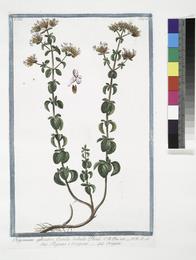 Oregano, Origanum vulgare. Botanical plate: Origanum sylvestre, Cunila bubula Plinii - Regano e Origano - Origan. (Wild Marjoram) (NYP