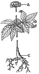 Asian ginseng, Panax ginseng. Botanical plate: Ginseng (PSF)