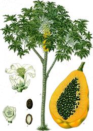 Papaya, Carica papaya. Botanical plate: Carica papaya - Köhler–s Medizinal-Pflanzen-029