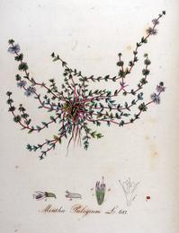 Pennyroyal, Mentha pulegium. Botanical plate: Mentha pulegium — Flora Batava — Volume v9