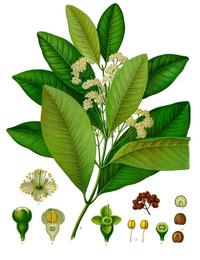 Pimento (allspice), Pimenta dioica. Botanical plate: Pimenta dioica - Köhler–s Medizinal-Pflanzen-239