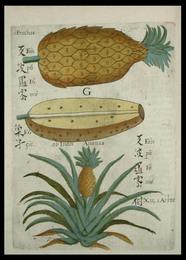 Pineapple, Ananas comosus. Botanical plate: Flora Sinensis - Pineapple