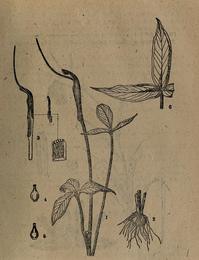 Pinellia (ban xia), Pinellia ternata. Botanical plate: Dong bei zhi wu yao tu zhi (1959) (20806116878)