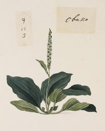Plantago seed (che qian zi), Plantago asiatica. Botanical plate: Naturalis Biodiversity Center - RMNH.ART.693 - Plantago asiatica - Yūshi Ishizaki - Cock B
