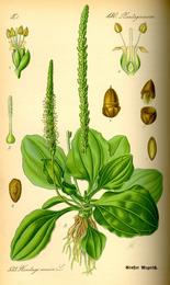 Plantain leaf, Plantago major. Botanical plate: Illustration Plantago major0
