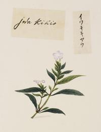 Platycodon (jie geng), Platycodon grandiflorus. Botanical plate: Naturalis Biodiversity Center - RMNH.ART.745 - Platycodon grandiflorus - Yūshi Ishizaki - 